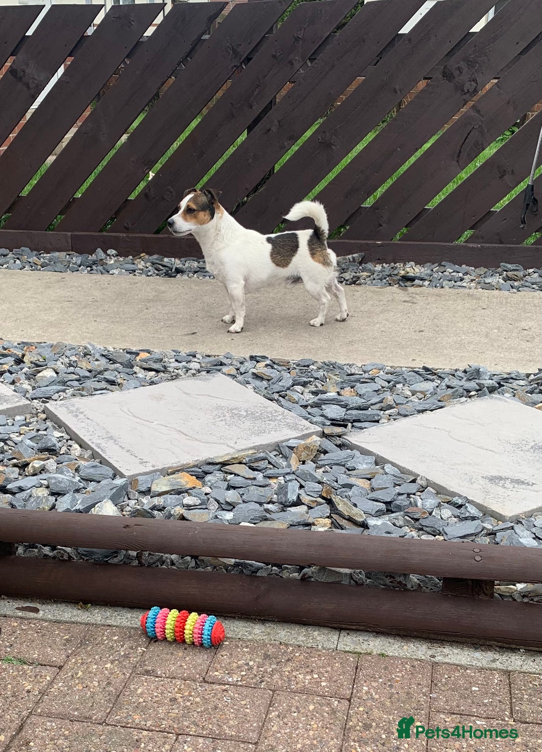 Jack Russell dogs for stud: Jack Russell for stud in Seaham - Image 6