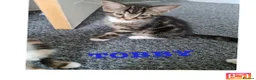 Mixed Breed cats for sale: Cute kittens🐈🐈‍⬛ - Advert 2