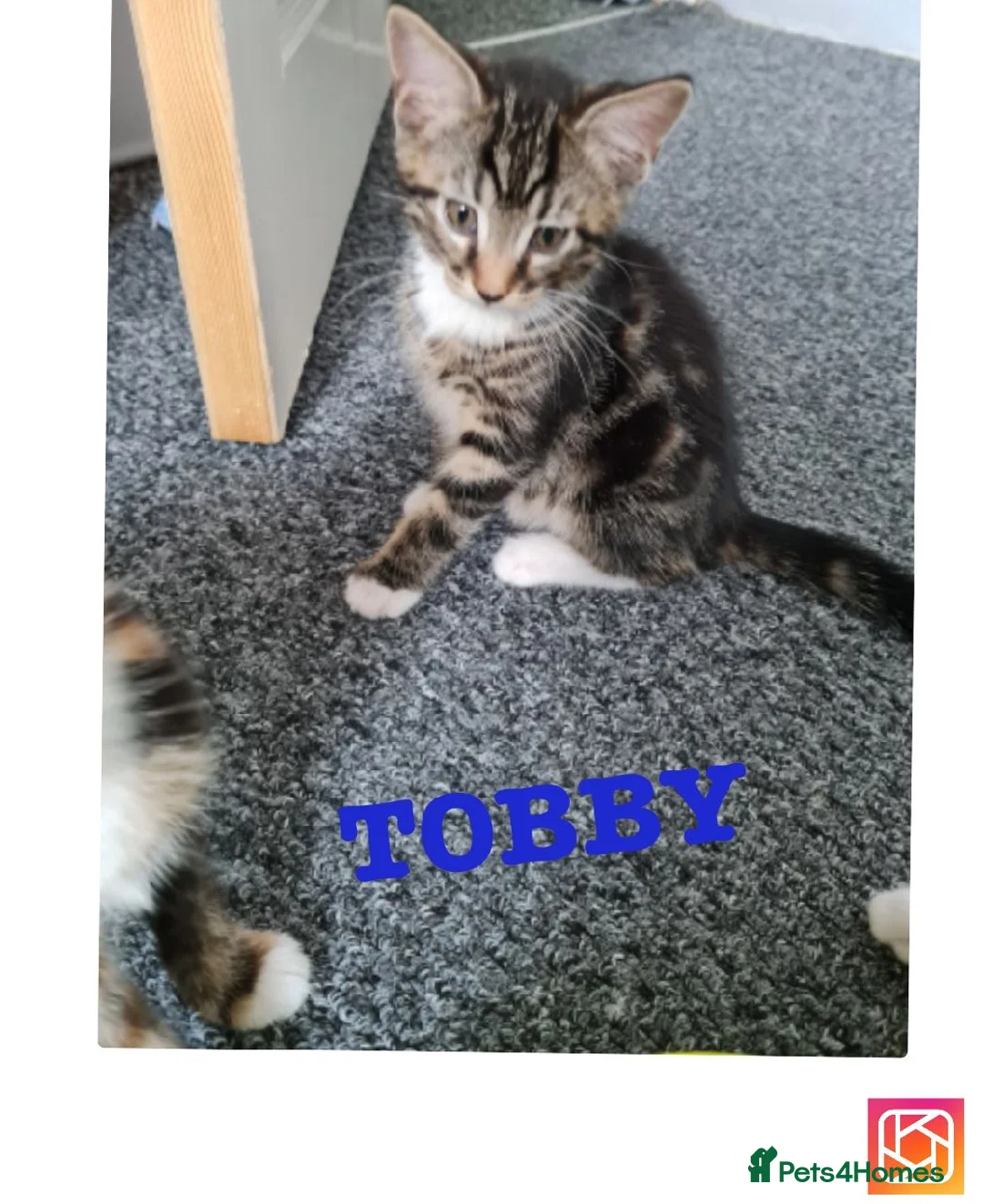 Mixed Breed cats for sale: Cute kittens🐈🐈‍⬛ - Advert 2