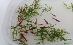 Shrimps fish for sale: Red Cherry Shrimp for sale!! 🦐 - Image 1