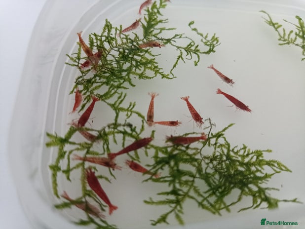 Shrimps fish - Advert 1