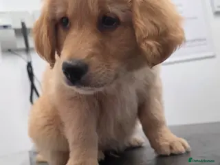 Mixed Breed dogs Golden shepherds ready now - Advert 3