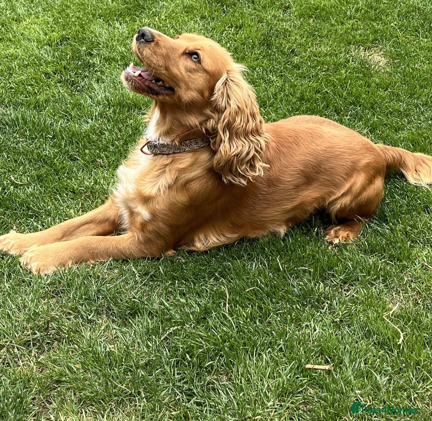 Cocker Spaniel dogs 4 year old cocker spaniel bitch - Advert 1
