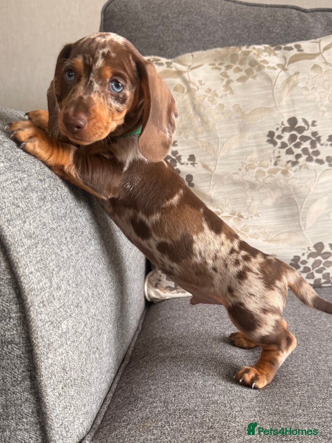Dachshund dogs for sale: KC one little girl left STANDARD dachshund puppy  - Image 11