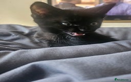Mixed Breed cats for sale: 2 playful male kittens  - Image 5