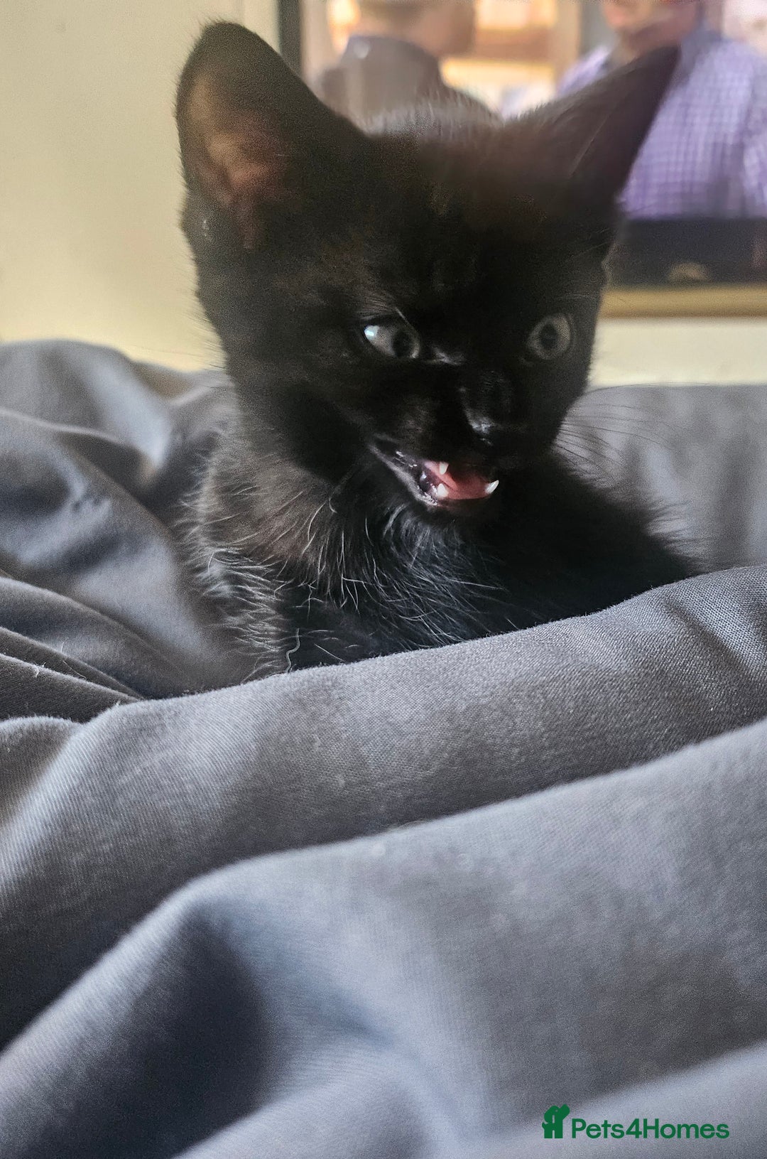 Mixed Breed cats for sale: 2 playful male kittens  - Image 5