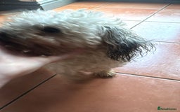 Shihpoo dogs for sale: Loving Shihpoo pup called muffin - Image 7