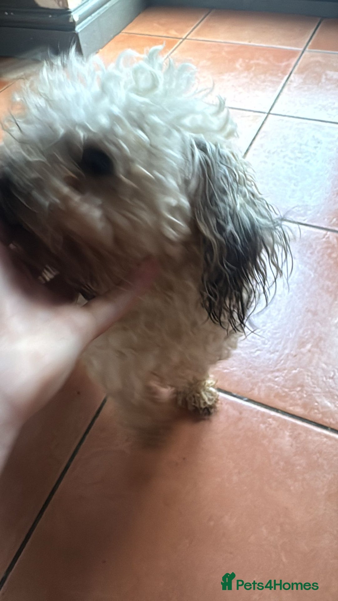 Shihpoo dogs for sale: Loving Shihpoo pup called muffin - Image 7