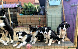 Mixed Breed dogs for sale: Beautiful Border collies/kelpie puppies - Image 1