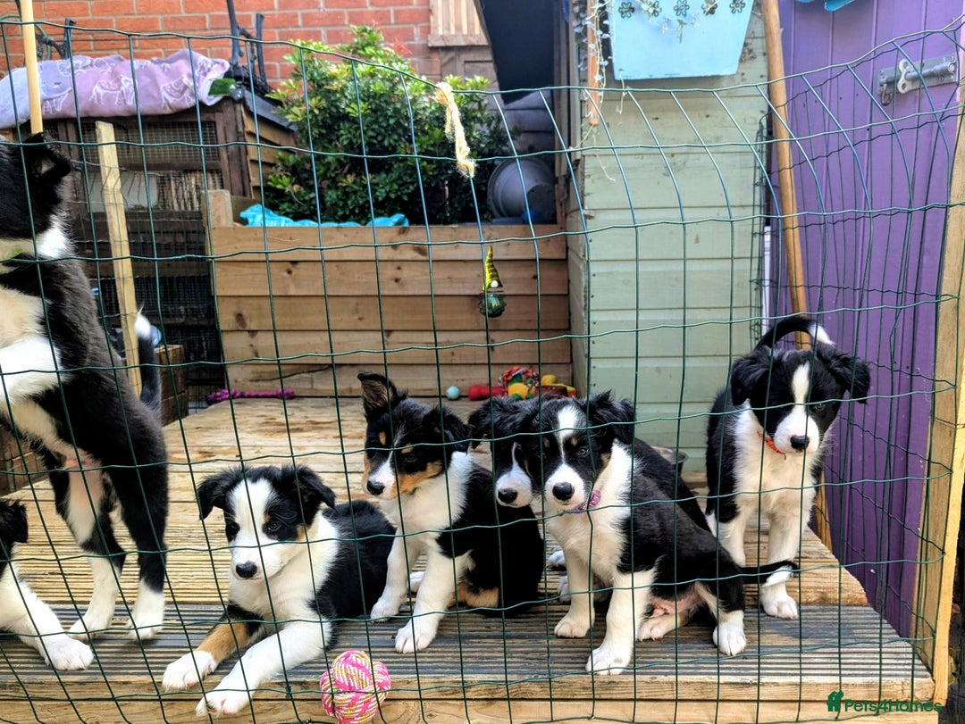 Mixed Breed dogs for sale: Beautiful Border collies/kelpie puppies - Image 1