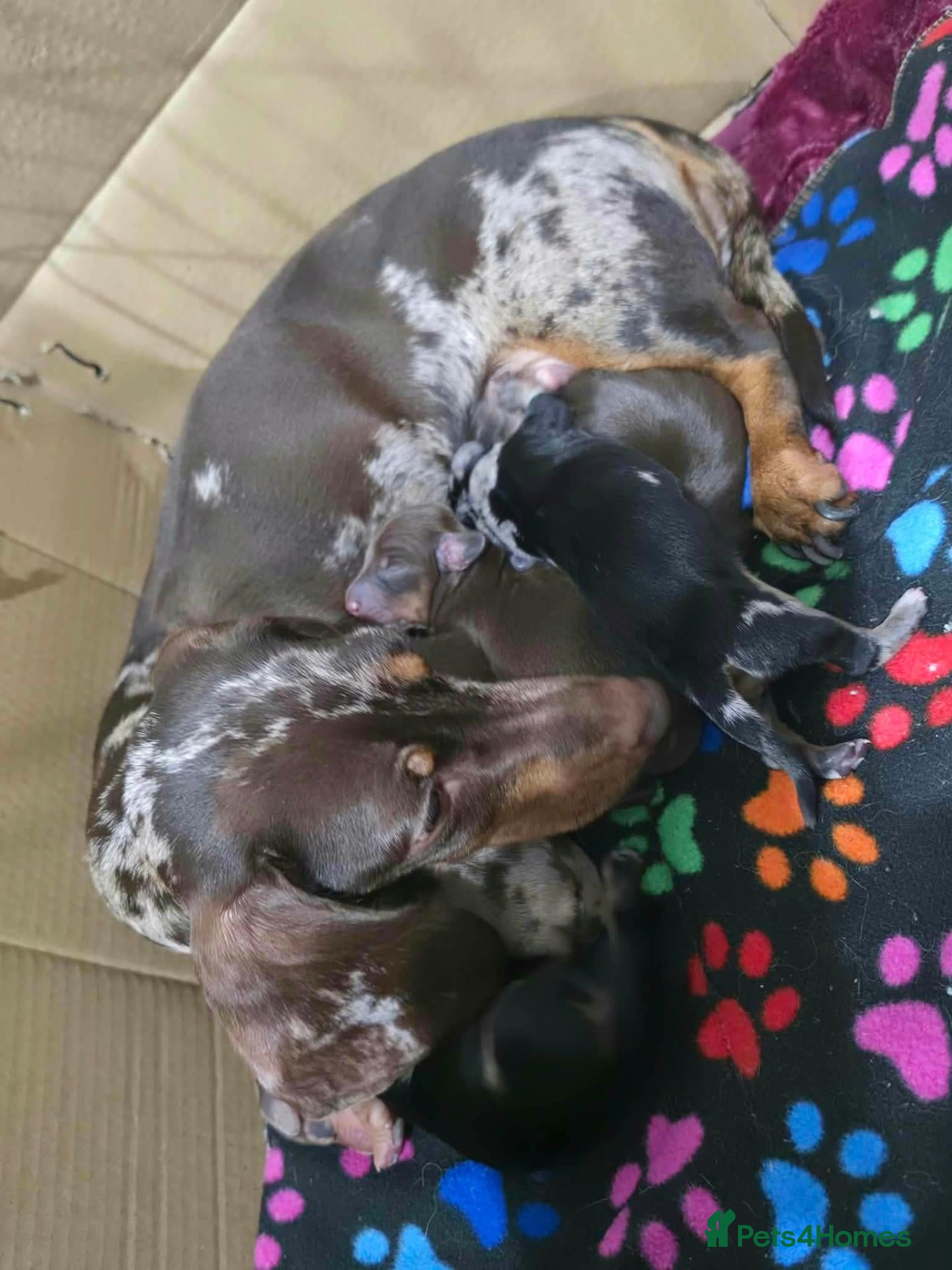 Dachshund dogs for sale: 🐾 Beautiful Miniature Dachshund Puppies For Sale - Advert 7
