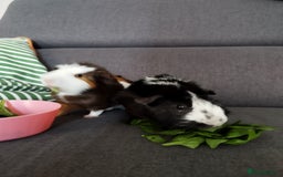 Guinea Pig rodents for sale: Rehoming: Two male guinea pigs  - Image 2