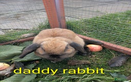 Mini Lop rabbits for sale: 4 mini lop baby rabbits!  - Image 3