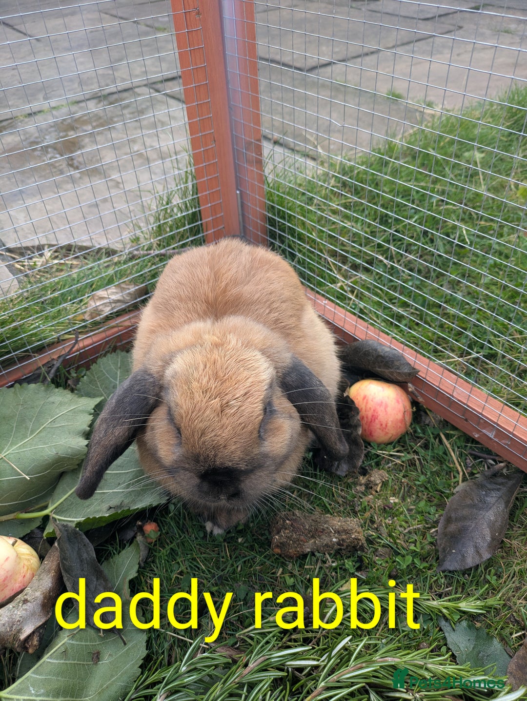 Mini Lop rabbits for sale: 4 mini lop baby rabbits!  - Image 3