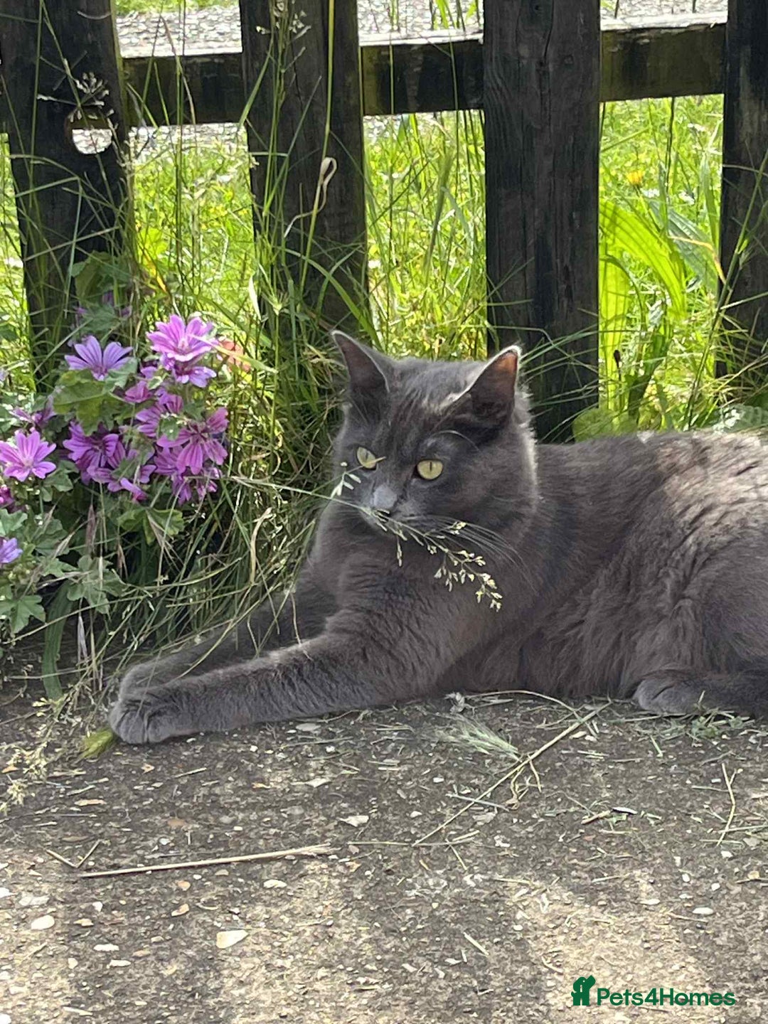 Mixed Breed cats for sale: Kittens looking for homes  - Advert 6