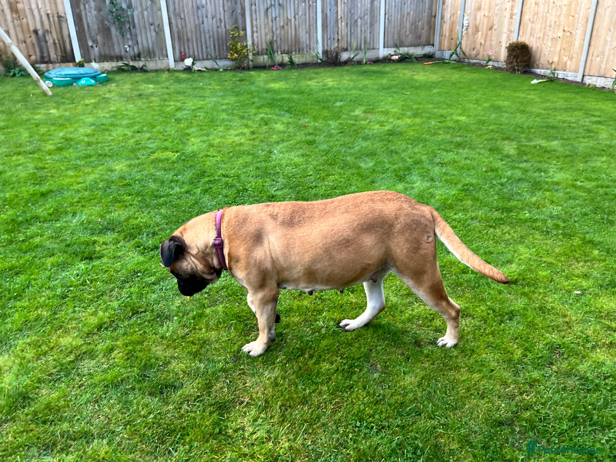 Bullmastiff dogs Gentle Girl - Advert 14