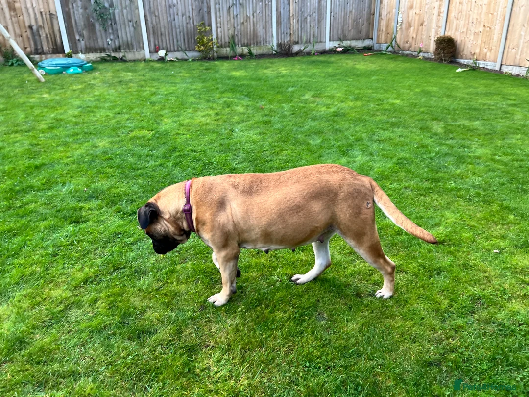Bullmastiff dogs for sale: Gentle Girl - Advert 1