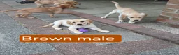 Golden Retriever dogs for sale: Beautiful golden retrivers - Advert 10