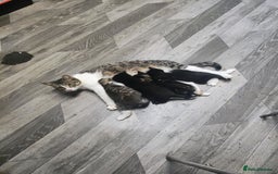 Bombay cats for sale: Playful and lovely  - Image 5