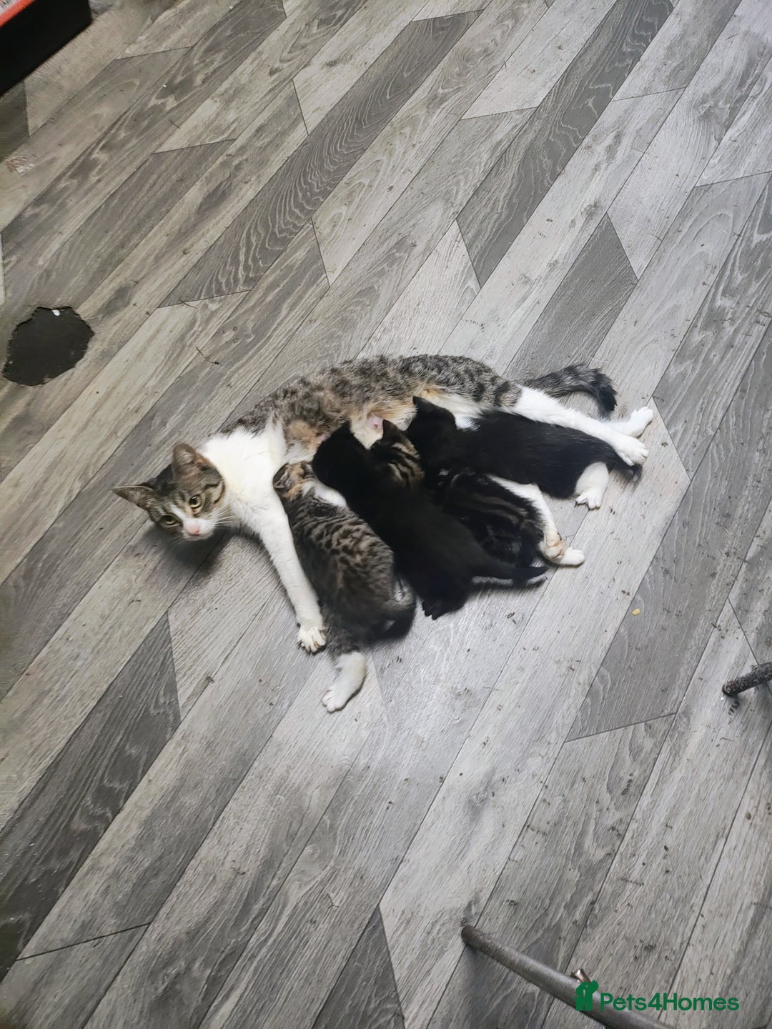 Bombay cats for sale: Playful and lovely  - Image 5