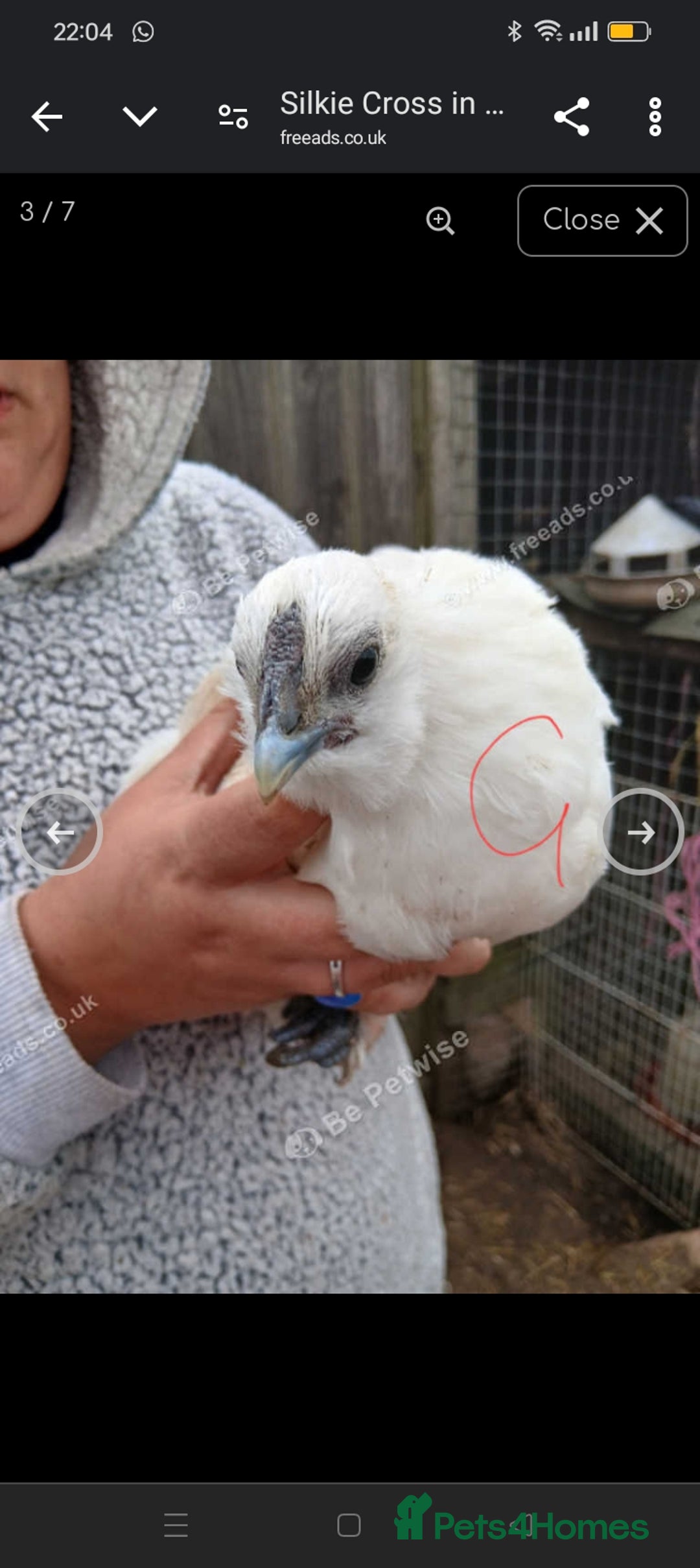 Chickens poultry for sale:  SILKIE CROSS ( 2 Roosters and hen ) - Image 5