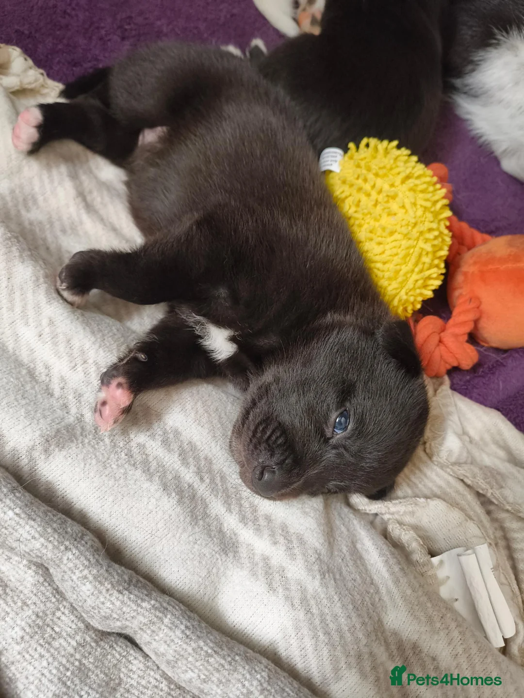 Mixed Breed dogs for sale: Gorgeous puppies looking for forever homes  - Advert 21