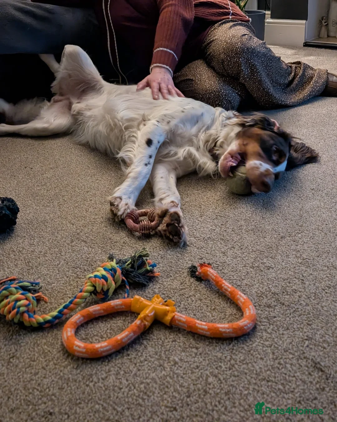 English Springer Spaniel dogs for adoption: 💙Tommy💙 2 yo Affectionate Lively Friendly boy in Gainsborough - Advert 10