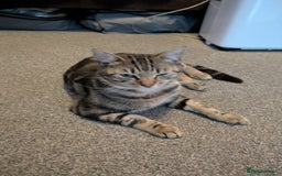 Domestic Shorthair cats for sale: 2 males 1 female  - Image 2