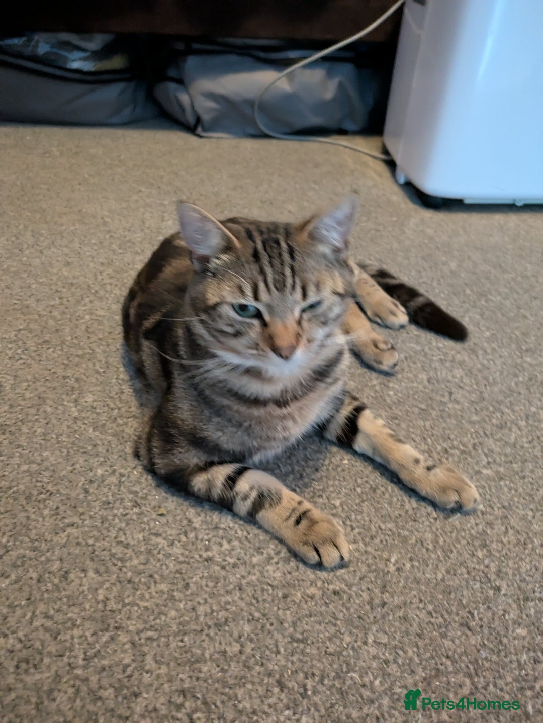 Domestic Shorthair cats for sale: 2 males 1 female  - Image 2