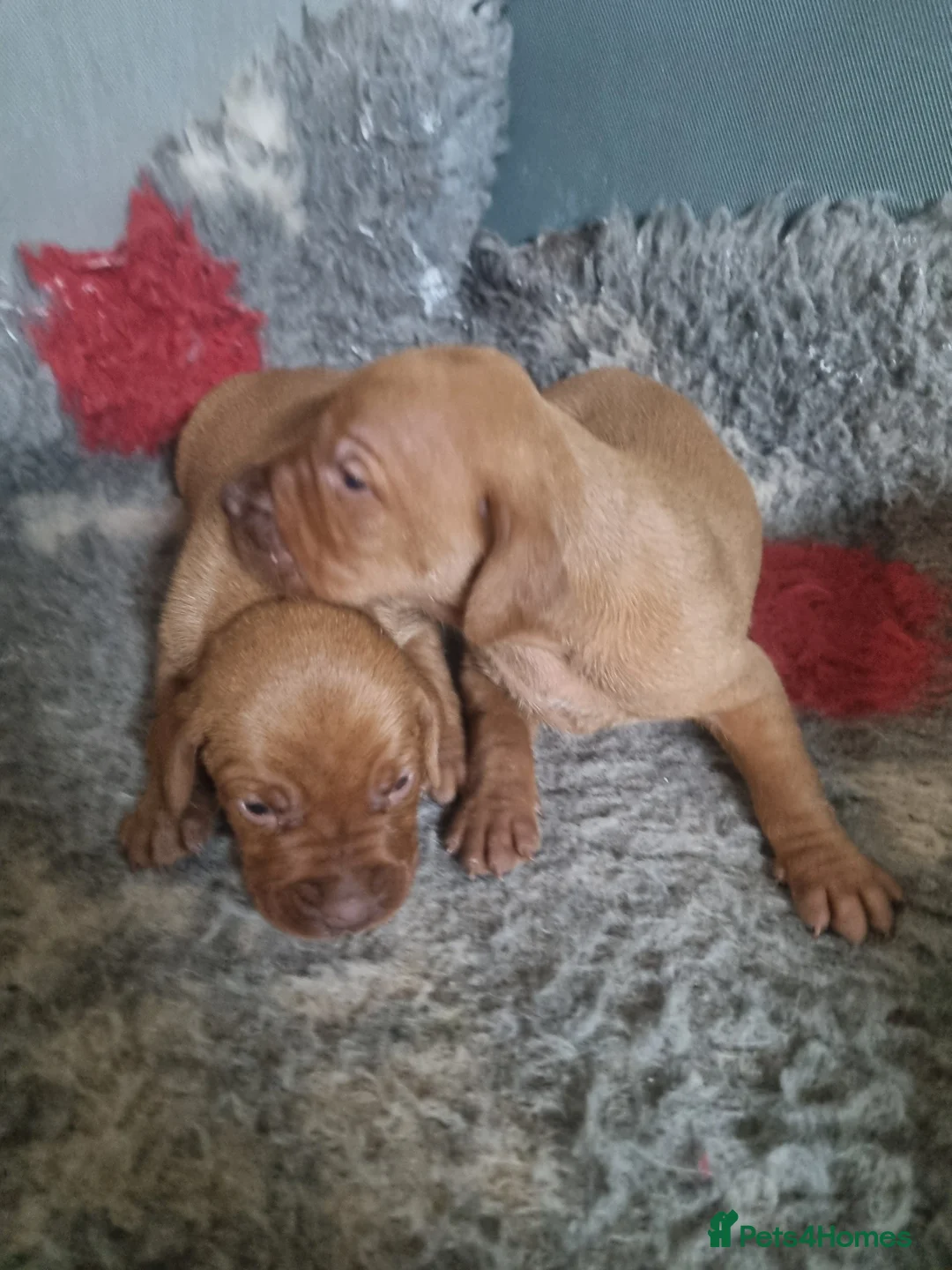 Hungarian Vizsla dogs for sale: Stunning KC Hungarian Vizsla Puppies  - Advert 4