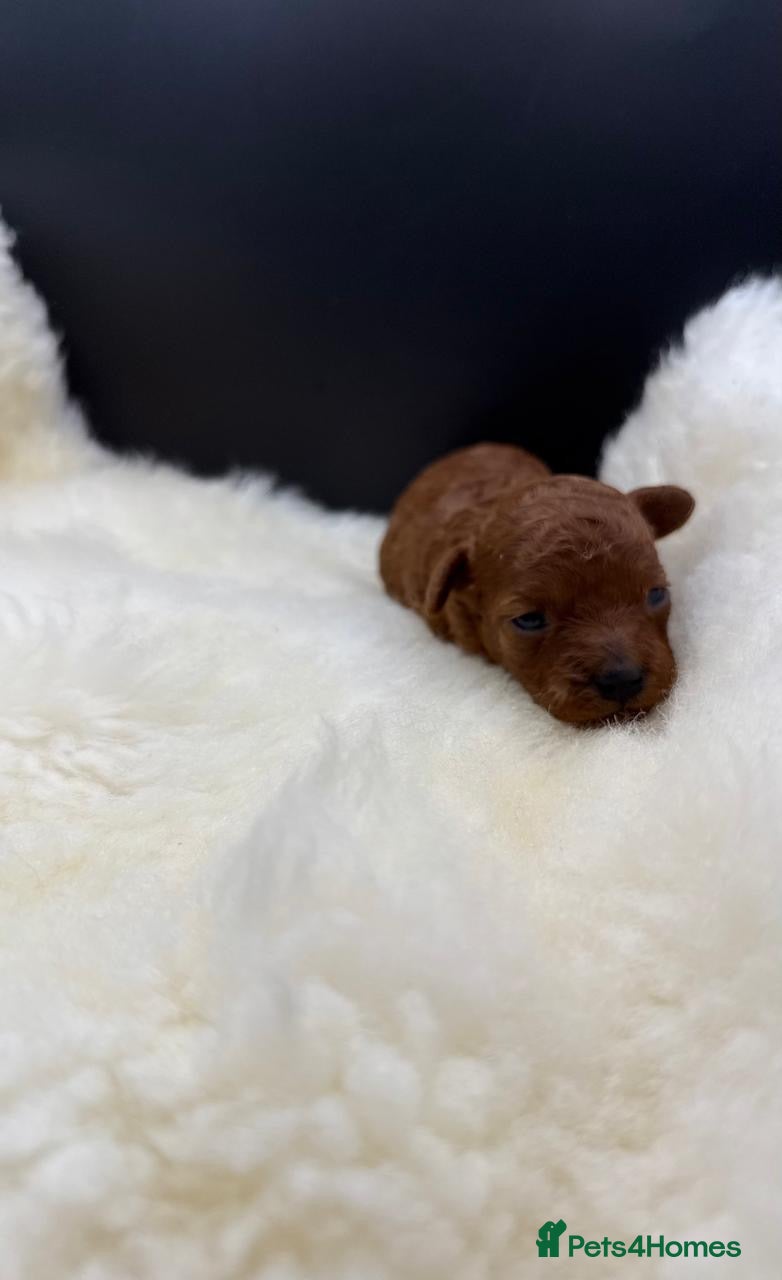 Toy Poodle dogs Asian Toy Poodle  - Advert 2