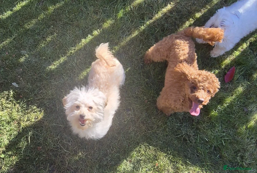 Maltipoo dogs for sale: 4 Maltipoo Puppies - 2 Apricot Girls & 2 Red Boys - Advert 19