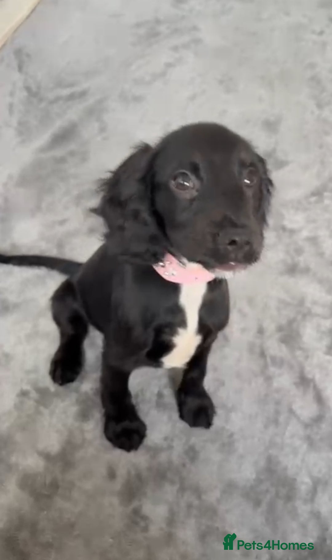 Cocker Spaniel dogs for sale: Cocker spaniel   - Image 3