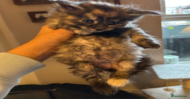 Maine Coon cats Stunning XL Purebred Main Coon kittens-last couple - Advert 11