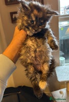 Maine Coon cats Stunning XL Purebred Main Coon kittens-last couple - Advert 8