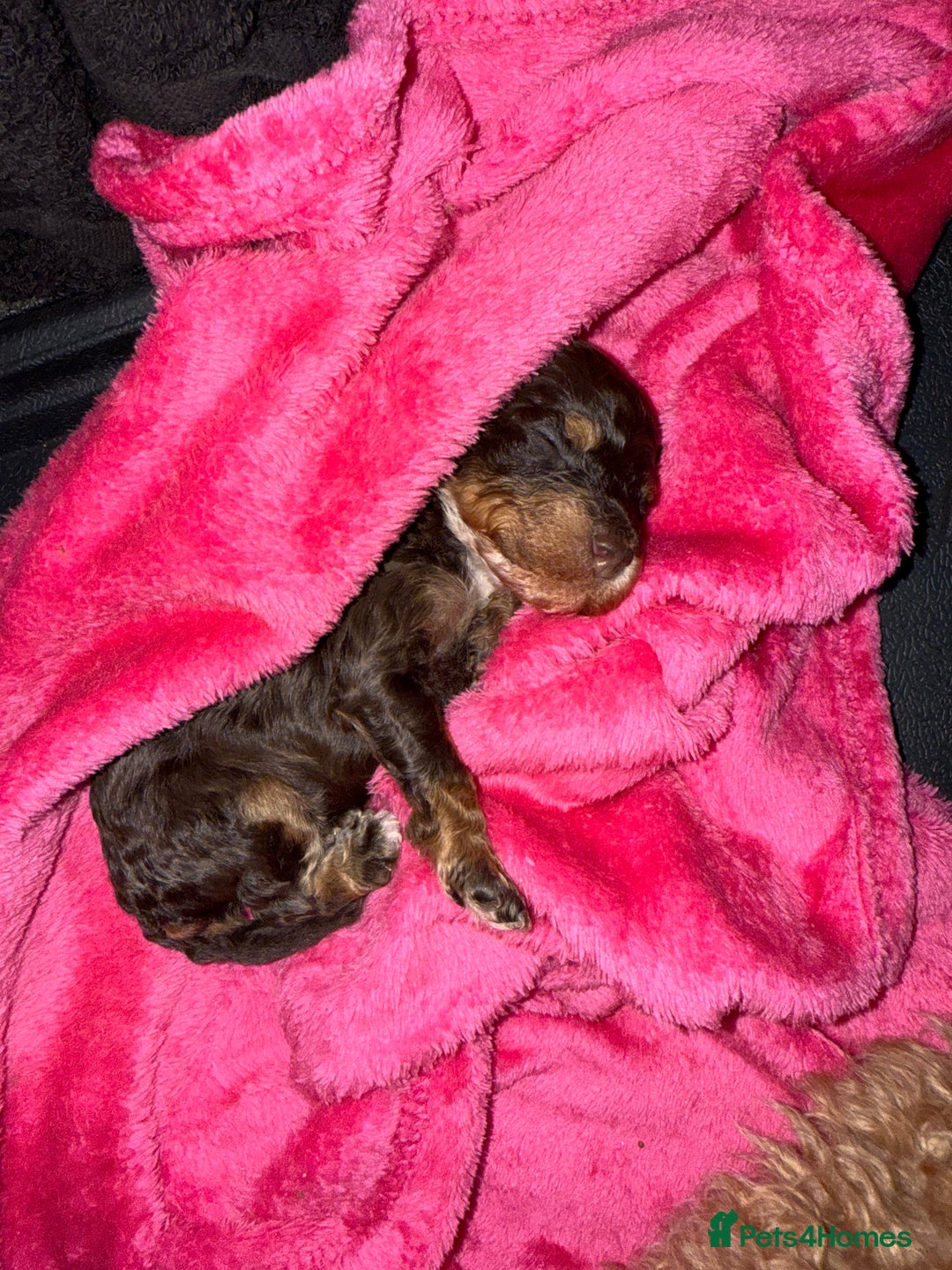 Toy Poodle dogs for sale: Brown phantom Kc toy poodles - Advert 7