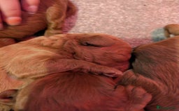 Labradoodle dogs for sale: Labradoodles for sale  - Image 12