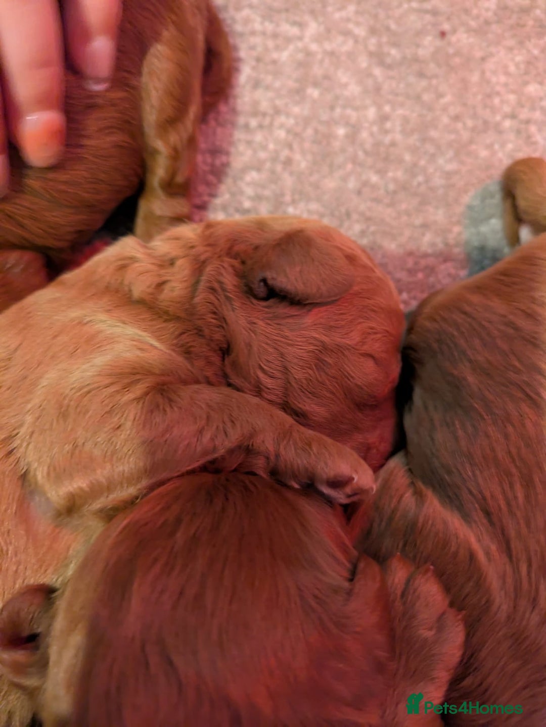 Labradoodle dogs for sale: Labradoodles for sale  - Image 12