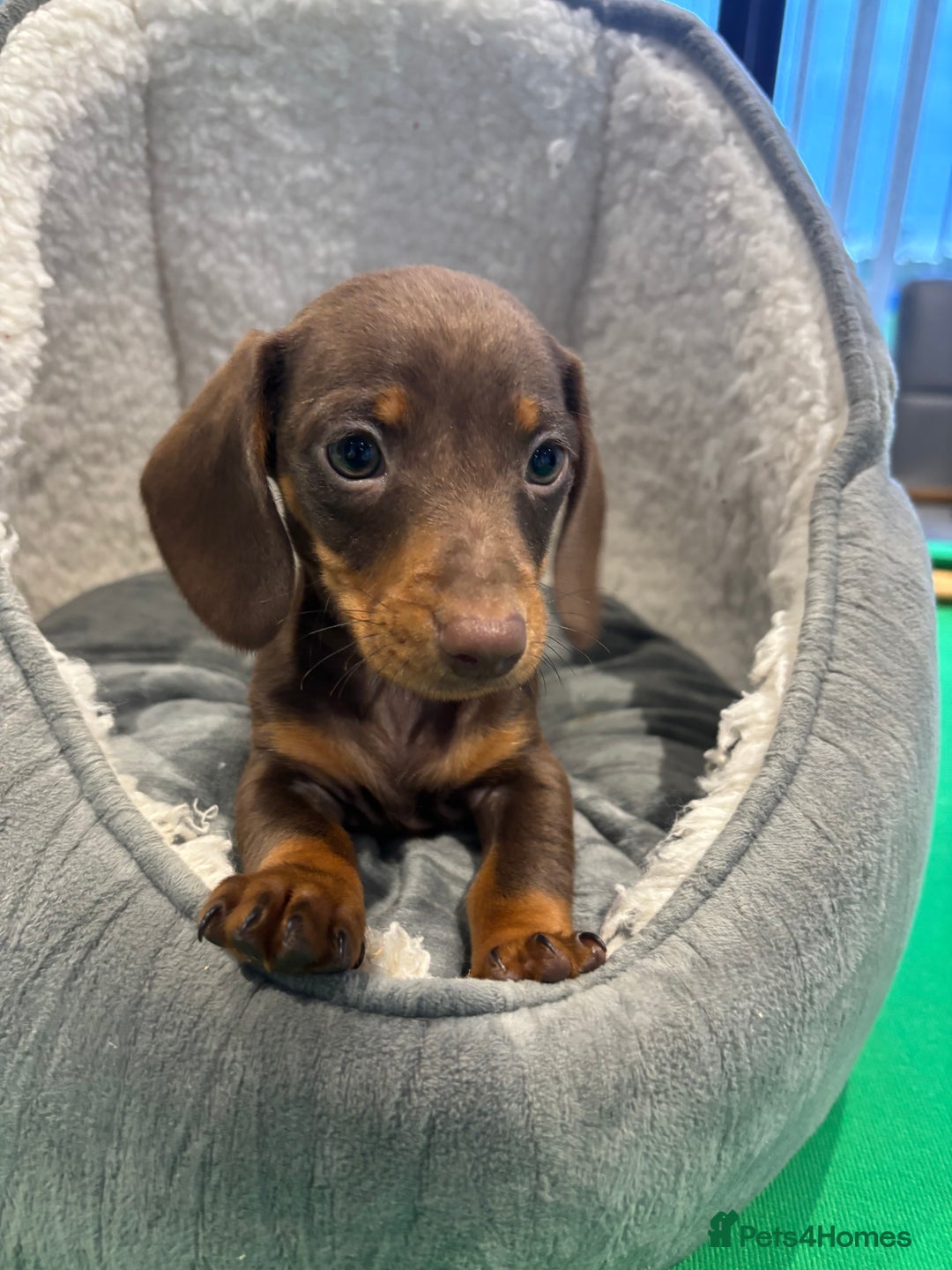 Miniature Dachshund dogs for sale: Minature Dachshund Puppies For Sale  - Image 5