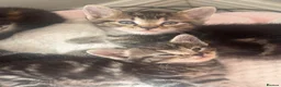 Domestic Shorthair cats for sale: 5 beautiful kittens  in Potters Bar - Advert 20