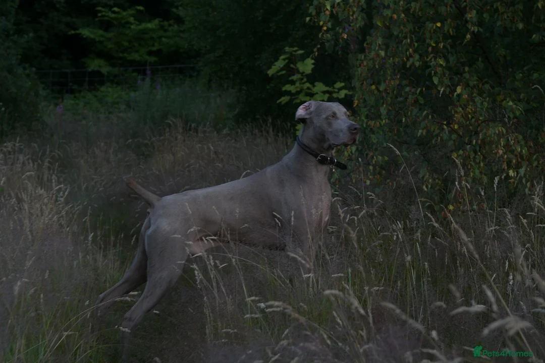 Weimaraner dogs for stud: AMERICAN BOY Gray Arrow - STUD in Edinburgh - Advert 5