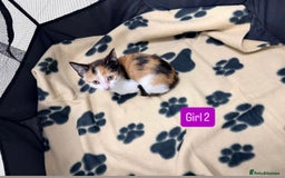 Mixed Breed cats for sale: 5 kittens available  - Image 5