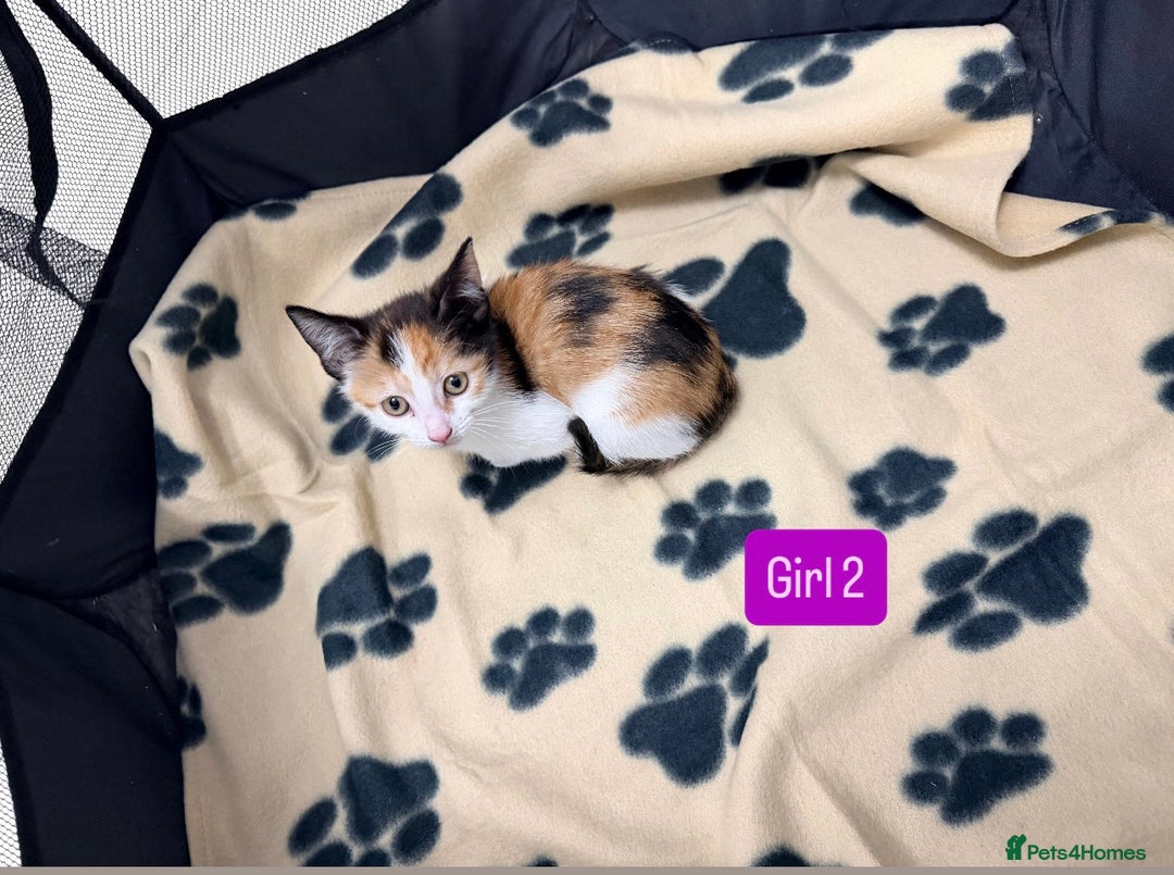 Mixed Breed cats for sale: 5 kittens available  - Image 5