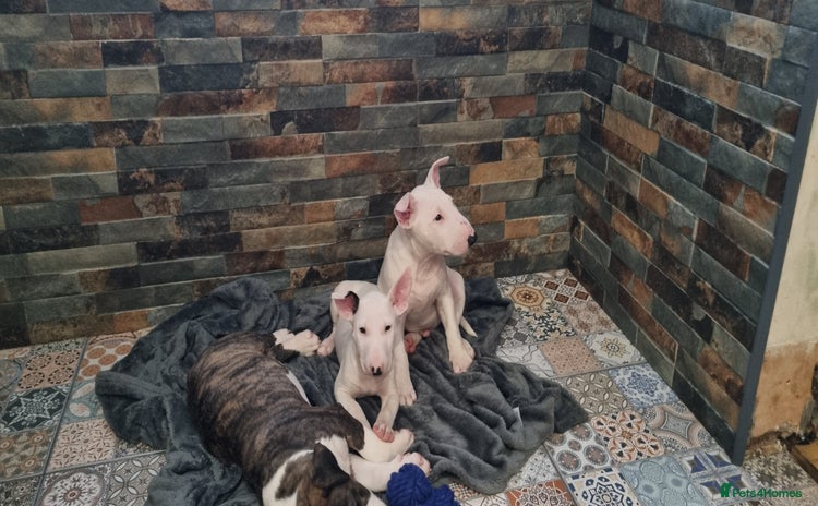 English Bull Terrier dogs - Advert 1