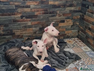 English Bull Terrier dogs - Advert 27