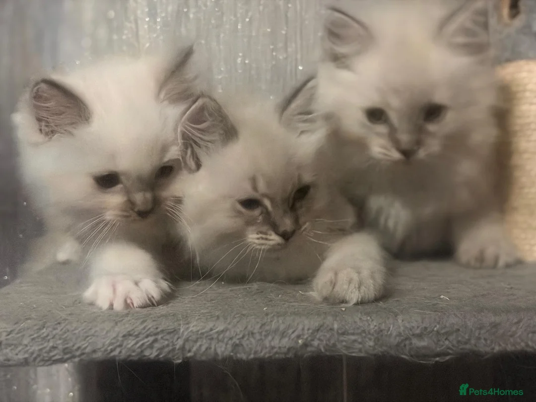 Ragdoll cats for sale: 🐾3 beautiful ragdoll boy kittens for sale💙 in Renfrew - Advert 2