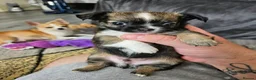 Chihuahua dogs for sale: 1 male chihuahua pup available  - Advert 4