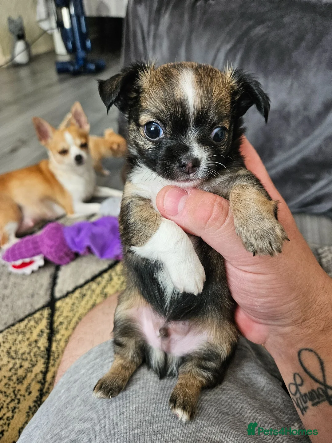 Chihuahua dogs for sale: 1 male chihuahua pup available  - Advert 4