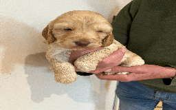 Cockapoo dogs for sale: cockapoo F1 - Image 5