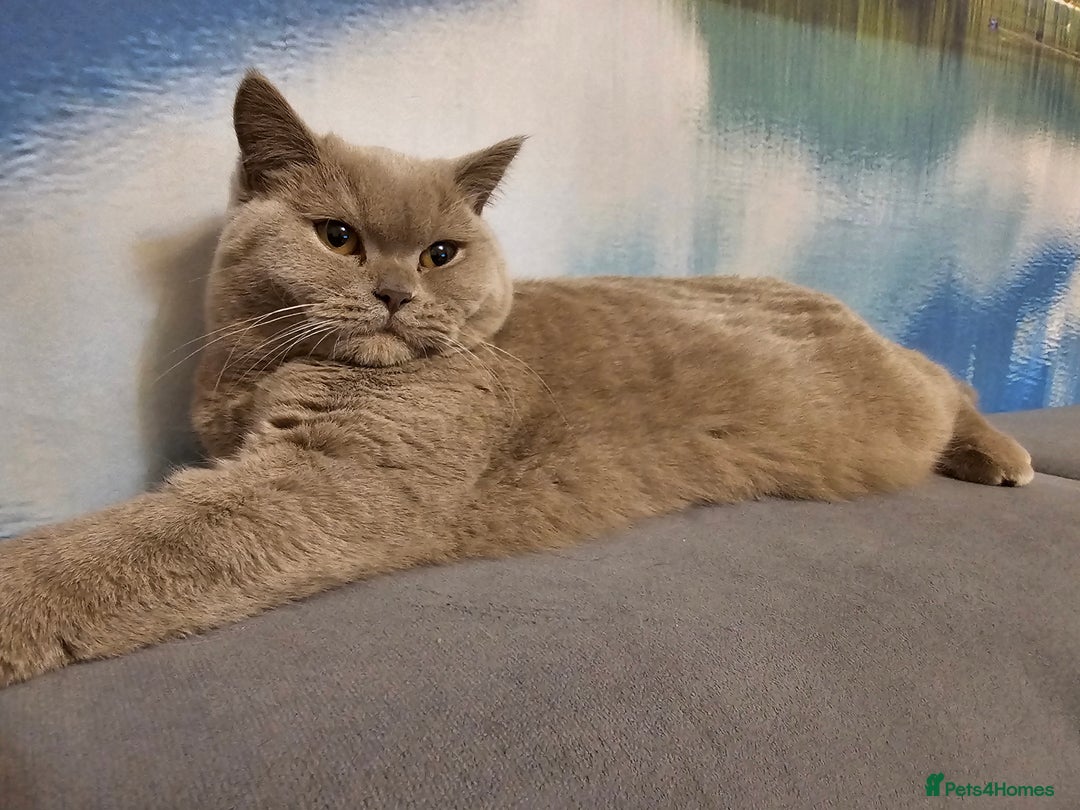 British Shorthair cats for sale: Purebred  British Shorthair Kittens - Advert 27